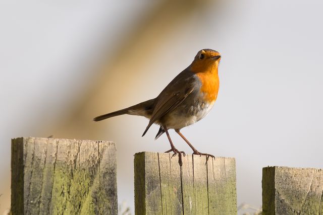 European Robin Perched on Wooden Fence - Download Free Stock Photos Pikwizard.com