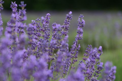Blooming Lavender Flowers in Sunny Field