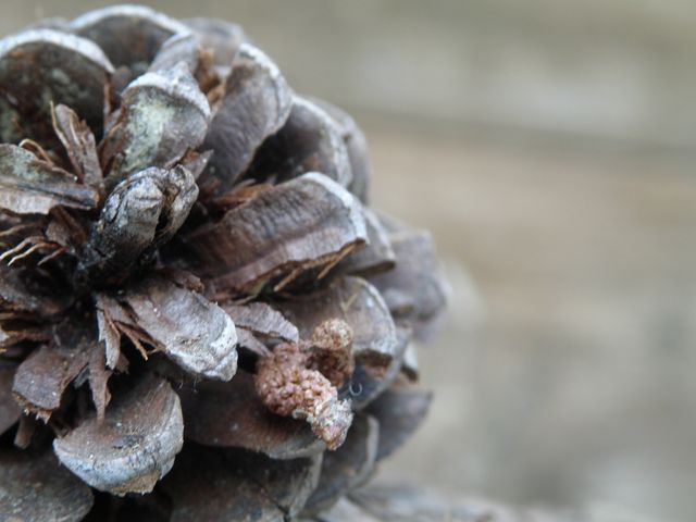 Close-up view of a pine cone showcasing intricate details and textures on a blurred natural background. Useful for nature themes, educational materials about flora, backgrounds for autumn-related content, and decoration inspiration.