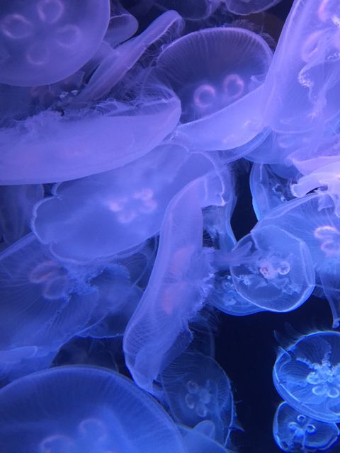Bioluminescent jellyfish glowing in dark water creating a serene, magical effect. Suitable for use in nature documentaries, educational materials, or ocean conservation campaigns. Ideal for wall art or background for marine-themed projects.