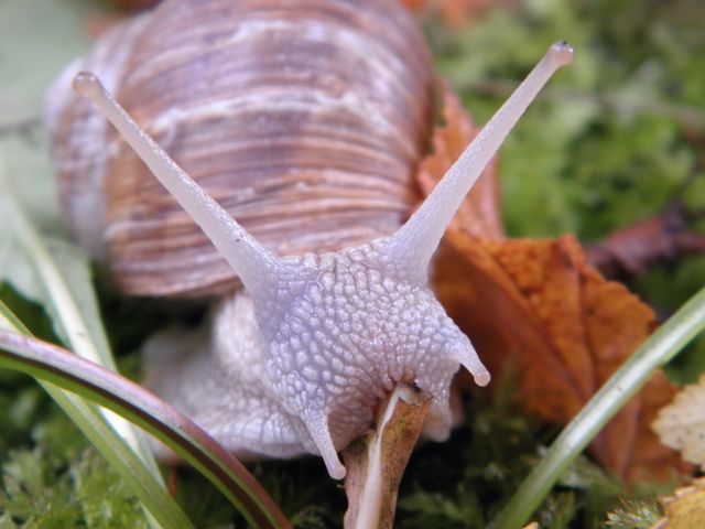 Close-up shot of a garden snail with its shell and antennas visible while it crawls on leafy, moss-covered ground. Ideal for nature themes, wildlife documentaries, educational materials about mollusks, and articles focused on slow life or the beauty of small creatures.