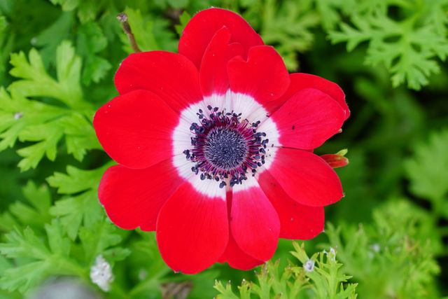 Close-up of a vibrant red anemone flower with a detailed center and lush green leaves in the background. Perfect for gardening magazines, botany websites, seasonal greeting cards, and floral-themed publications.