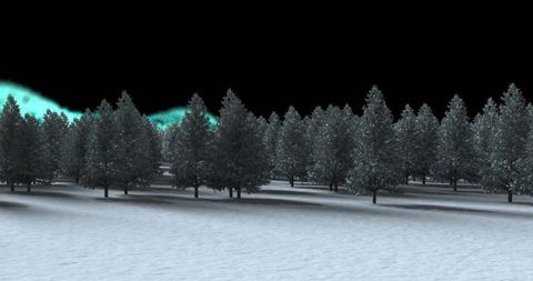 Snow-Covered Trees with Illuminated Aurora Backdrop