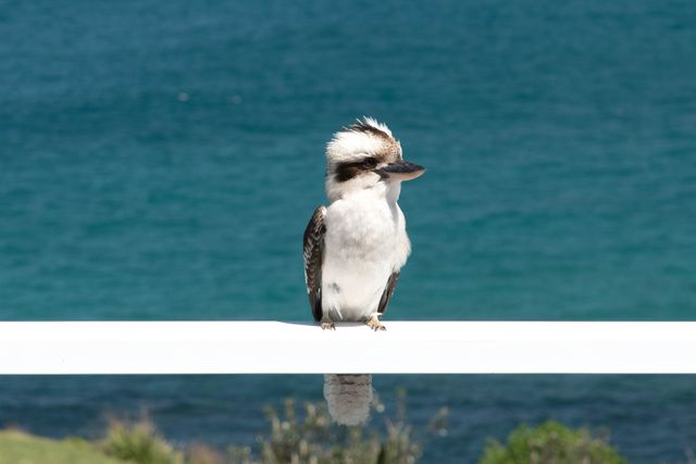 Kookaburra sitting on white railing with ocean background, showcasing beautiful coastal scenery. Perfect for content related to wildlife, nature conservation, travel, Australia, or outdoor adventures.
