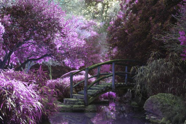 Japanese garden featuring a wooden bridge and vibrant purple foliage creates a mystical and enchanting atmosphere. Ideal for use in designs emphasizing tranquility, peace, nature, fantasy themes, or scenic backgrounds. Could be perfect for posters, travel guides, fantasy book covers, or relaxation-themed websites.