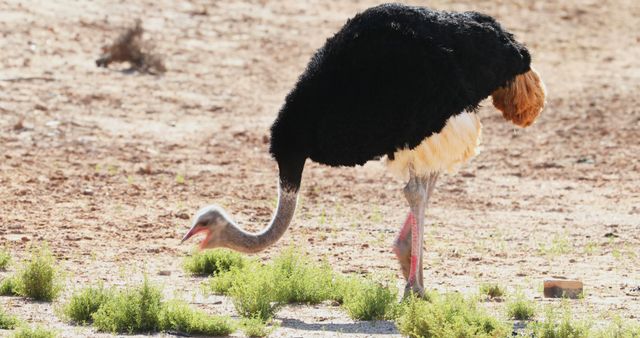 An ostrich is seen foraging in a sparse grassy area, its long neck bent towards the ground as it searches for food. The bird's distinctive black and white plumage with a hint of brown on its neck stands out in the natural setting.