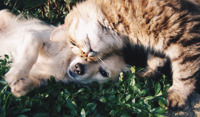 Cat and dog cuddling and playing on green grass under sun. Suitable for themes about friendship, pets, animal behavior, and outdoor activities. Useful for pet care websites, social media posts, advertisements for pet products, and blogs about animal companionship or outdoor adventures.
