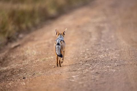 Black-backed jackal walking along dirt road wild canid back view