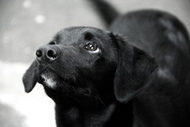 Adorable Black Labrador Retriever Puppy Looking Up - Download Free Stock Photos Pikwizard.com