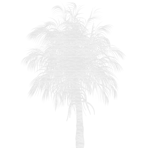 white palm tree silhouette on transparent background - Download Free Stock Videos Pikwizard.com