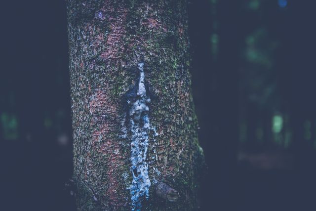 Close-up view of a pine tree trunk covered with moss and a patch of resin, showcasing the natural texture and color variations of the bark in a dimly lit forest environment. This image is ideal for use in nature-themed projects, environmental campaigns, and educational materials about forests and natural habitats.