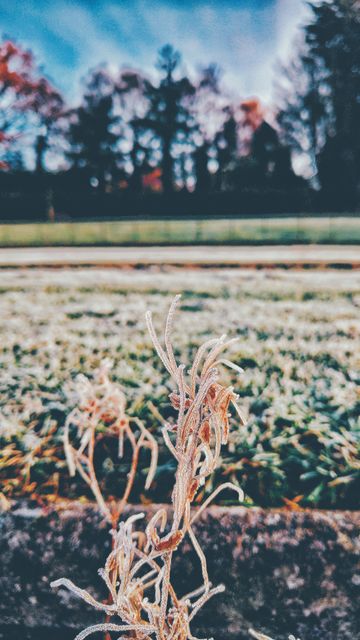 Early morning frost covers a plant in park. Trees and grass blurred in background. Perfect for representing changing seasons, nature, tranquility, or outdoor activities and preservation.