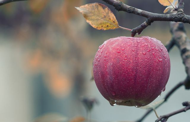 Fresh Red Apple with Morning Dew on Branch - Download Free Stock Photos Pikwizard.com
