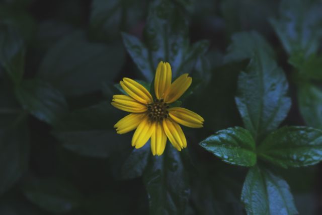 A vibrant yellow flower stands out against a background of dark green foliage. The rich contrast emphasizes the delicate petals and natural beauty of the flower. This image is perfect for botanical studies, nature-themed designs, or as decorative art that brings a touch of vibrant color and serenity from nature.