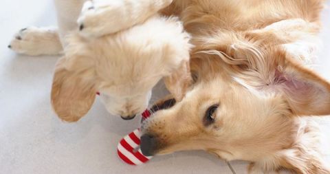 Golden Retriever and Puppy Sharing Red-and-White Striped Toy on Pale Tile Floor