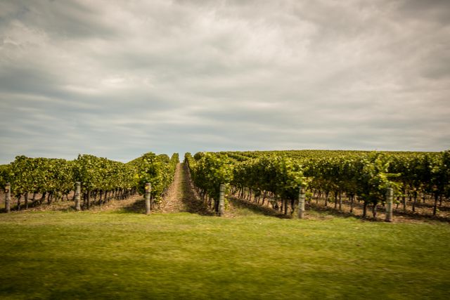 Vineyard with Lush Vines Under Cloudy Sky - Download Free Stock Photos Pikwizard.com