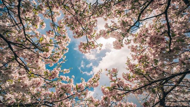 Framing sunlit pink cherry blossom canopy against blue spring sky