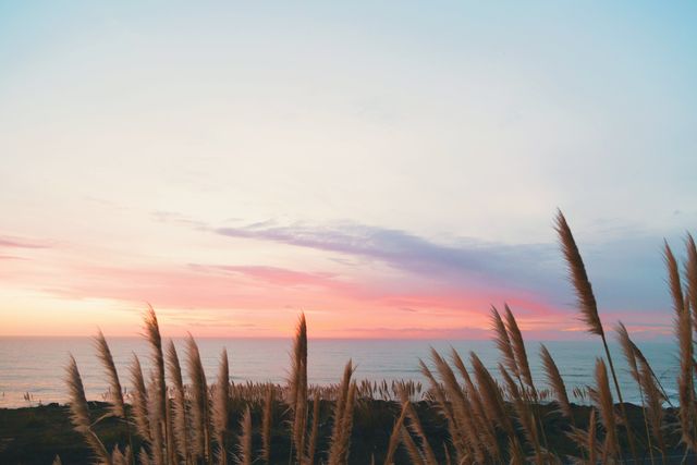 Sunset over beach with grasses swaying gently in foreground. Sky painted with pastel pink and purple hues, ocean stretches to horizon. Perfect for promoting relaxation, tranquility, embedded in websites, brochures, or ads related to travel, wellness, and nature.