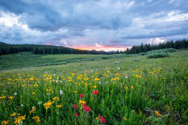 Beautiful Alpine Meadow with Wildflowers at Sunset - Download Free Stock Photos Pikwizard.com