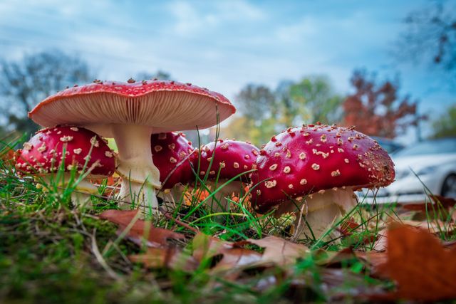 Red toadstools growing on grass in autumn show vibrant, eye-catching colors. Can be used for nature themes, botany or educational purposes. Ideal for creating a cozy, fall atmosphere in blogs, websites, and seasonal materials.