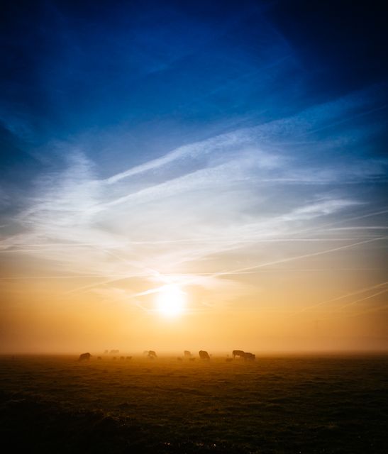 Beautiful and serene landscape captures grazing cows in morning sunlight over misty fields. Perfect for use in promoting rural life, nature retreats, meditation and relaxation material. Ideal for concepts related to tranquility, early morning routines, and pastoral beauty.