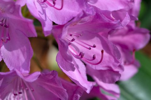 Vibrant pink rhododendron blossoms close-up showing curled stamens, soft petals, spring detail