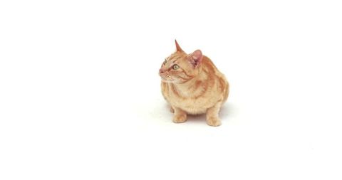 Orange tabby cat sitting on white background looking up