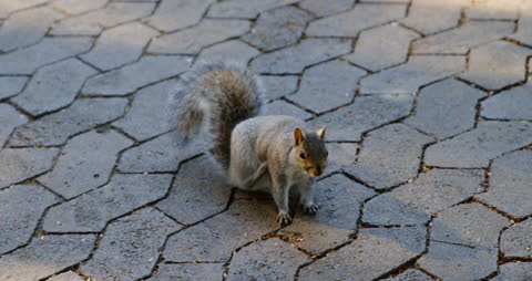 Squirrel Scratching on Cobblestone Path in Park