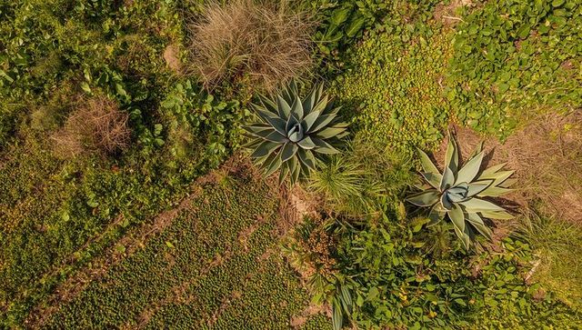 Aerial view agave rosettes on sunlit dry hillside with green groundcover mats