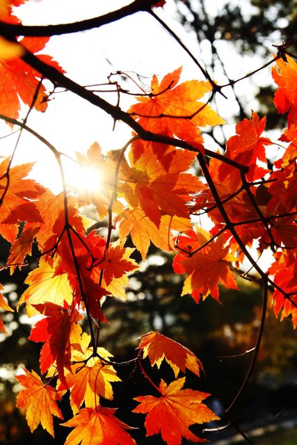 Sunlight Shining Through Autumn Leaves on Tree Branch - Download Free Stock Photos Pikwizard.com