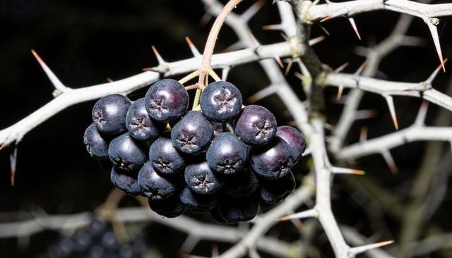 Glowing dark purple berry cluster on pale thorn branch at night with glossy calyxes
