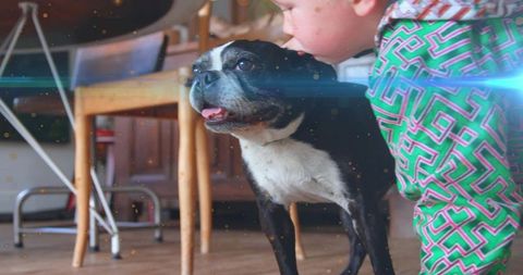 Young boy and boston terrier sharing a playful moment indoors