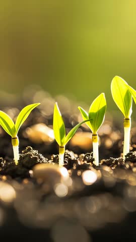 Vertical video: Three seedlings sprouting through dark soil toward warm backlight in lab bed