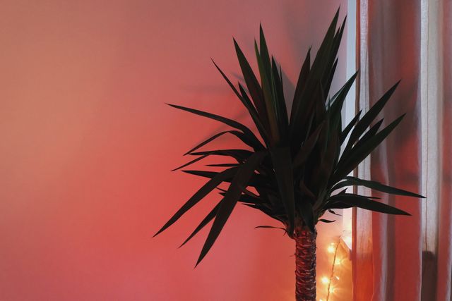 Home interior showcasing a tropical plant next to stylish curtains, bathed in vibrant red lighting. This image is ideal for promoting home decor products, modern apartment designs, cozy ambiance inspirations, and houseplant arrangements.