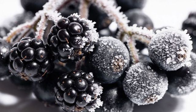 Macro frosted blackberries and small frosted berries cluster with ice crystals