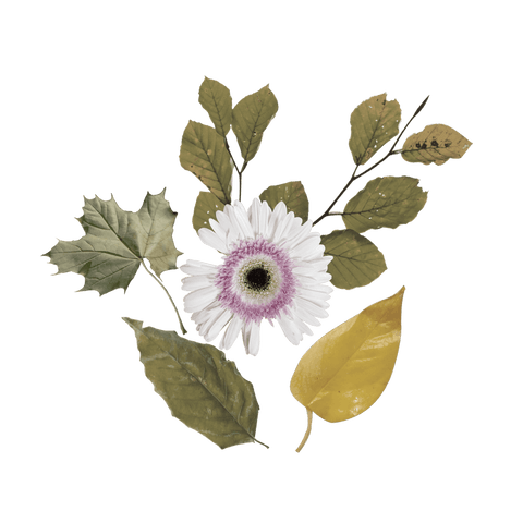 Transparent Collage with Gerbera Daisy and Green Leaves