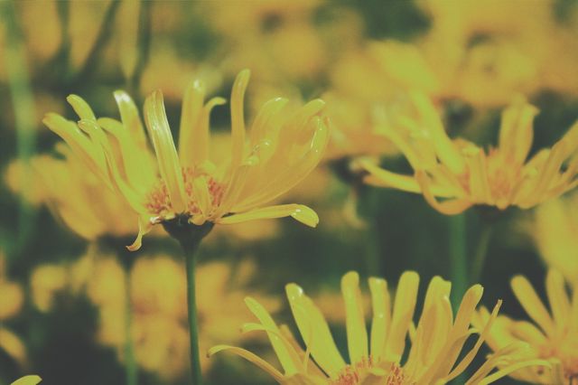Yellow flowers blooming against a green background. The image captures the vibrant petals and lush flora, invoking a sense of natural beauty and tranquility. This could be used in gardening blogs, nature-themed publications, or as a decorative print.