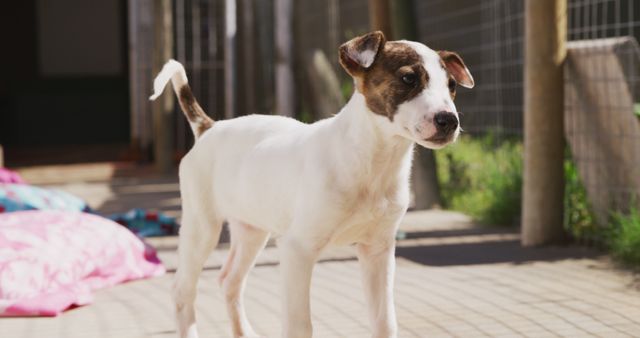 Adorable puppy with white and brown spots exploring an outdoor kennel area during daylight. Ideal for pet adoption campaigns, animal shelter brochures, and educational content about dog care. Highlighting curiosity and the playful nature of puppies in a safe environment.