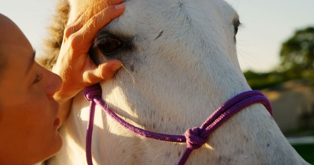 Close-up of Person Patting White Horse with Purple Halter in Countryside - Download Free Stock Images Pikwizard.com