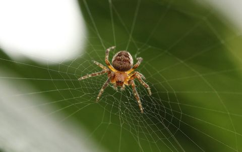 Orange brown garden orb weaver spider perching on delicate web with soft green background