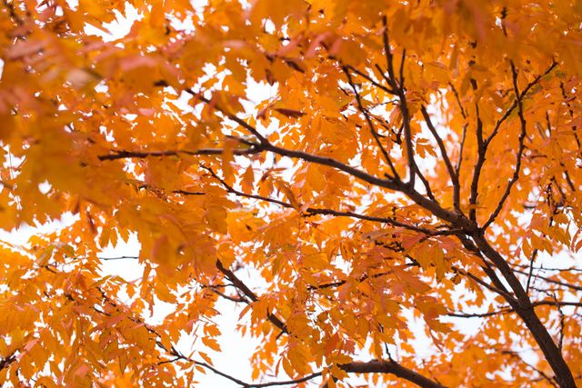 Captures vibrant orange autumn leaves on tree branches, perfect for illustrating seasonal changes and fall beauty. Ideal for backgrounds, calendars, nature-related articles, or seasonal promotions.