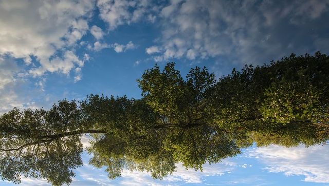 Sunlit broadleaf tree canopy with dappled sunlight against blue sky and altocumulus clouds