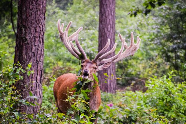 Stag with large, intricate antlers standing in forest, surrounded by lush greenery and tall trees. Ideal for use in wildlife documentaries, educational materials, nature illustrations, environmental awareness campaigns, and as wall decor emphasizing natural beauty and wildlife.