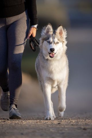 Fit Woman Walking Husky on Country Trail at Sunset