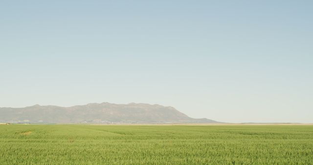 Wide view of a vibrant green field extending to the horizon with a clear blue sky above and a distant mountain range. Ideal for use in nature and travel publications, promotional material for agricultural products, or backgrounds emphasizing natural beauty.