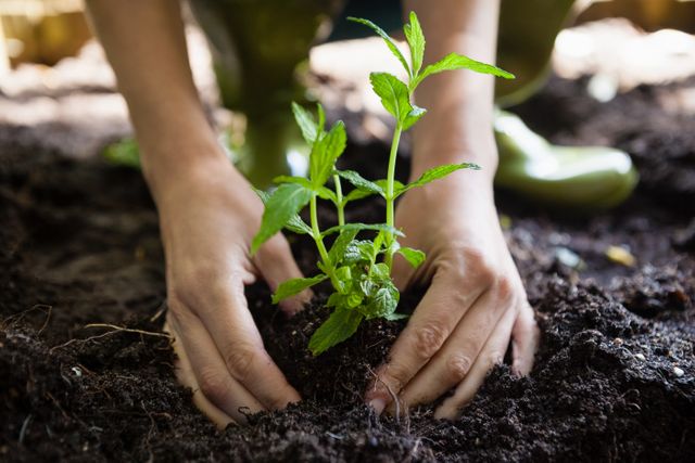 Hands Planting Seedling in Garden Soil - Download Free Stock Photos Pikwizard.com