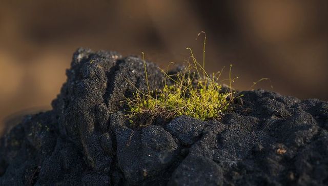 Green moss tuft growing in basalt crevice on dark volcanic rock sunlit at golden hour
