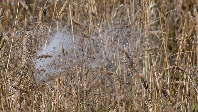 Glistening dew-covered spider web draping through dry meadow grass with sparkling droplets