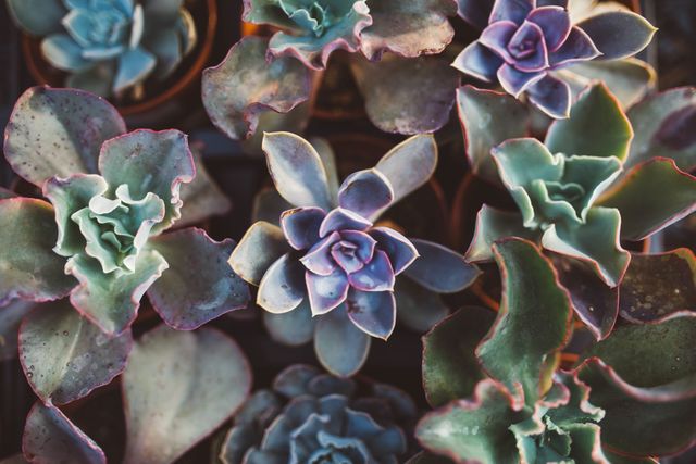 This vibrant, top view close-up image of succulent plants showcases a variety of colorful foliage textures and shapes. Perfect for use in gardening websites, plant care blogs, botanical studies, home decor articles, and nature-inspired design projects.