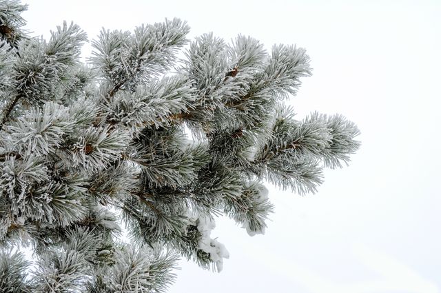 Snow covered pine tree branches in winter setting. Season captures the beauty of nature during the cold months. Ideal for holiday themes, seasonal greetings, nature backgrounds, and representations of winter. Perfect for tranquil and serene designs.